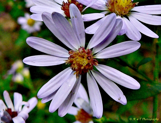 {Symphyotrichum patens}